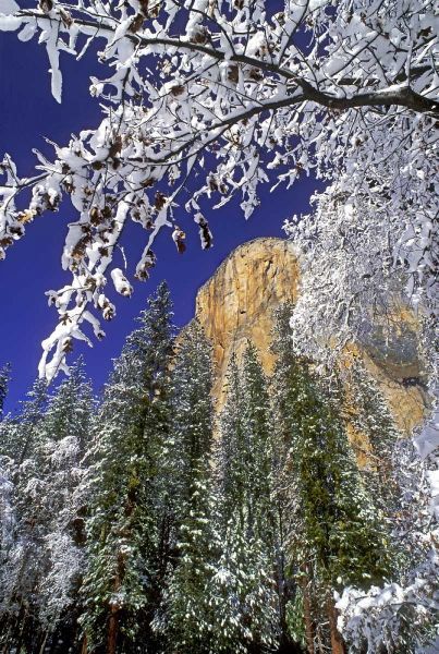 CA, Yosemite El Capitan framed by oaks in winter